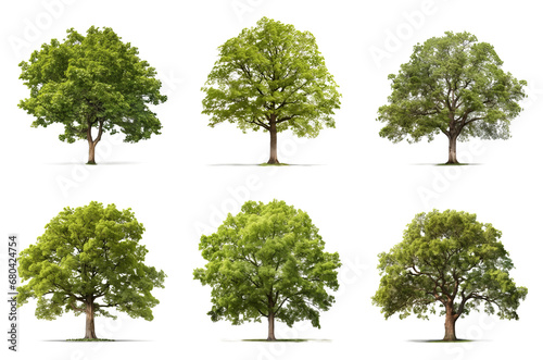 Set of a different types of trees: apple,  beech, elm, linden, maple, oak, isolated on a transparent background photo