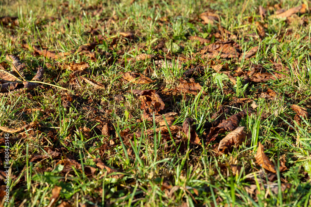 chestnut grass and foliage in Indian summer chestnut grass and foliage in Indian summer