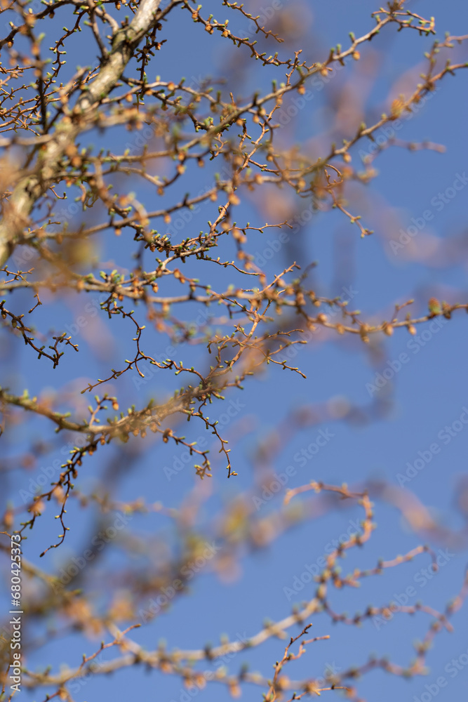 European larch during the appearance of the first needles in spring European larch during the appearance of the first needles in spring