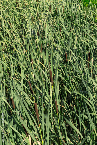 green leaves of reeds in the summer