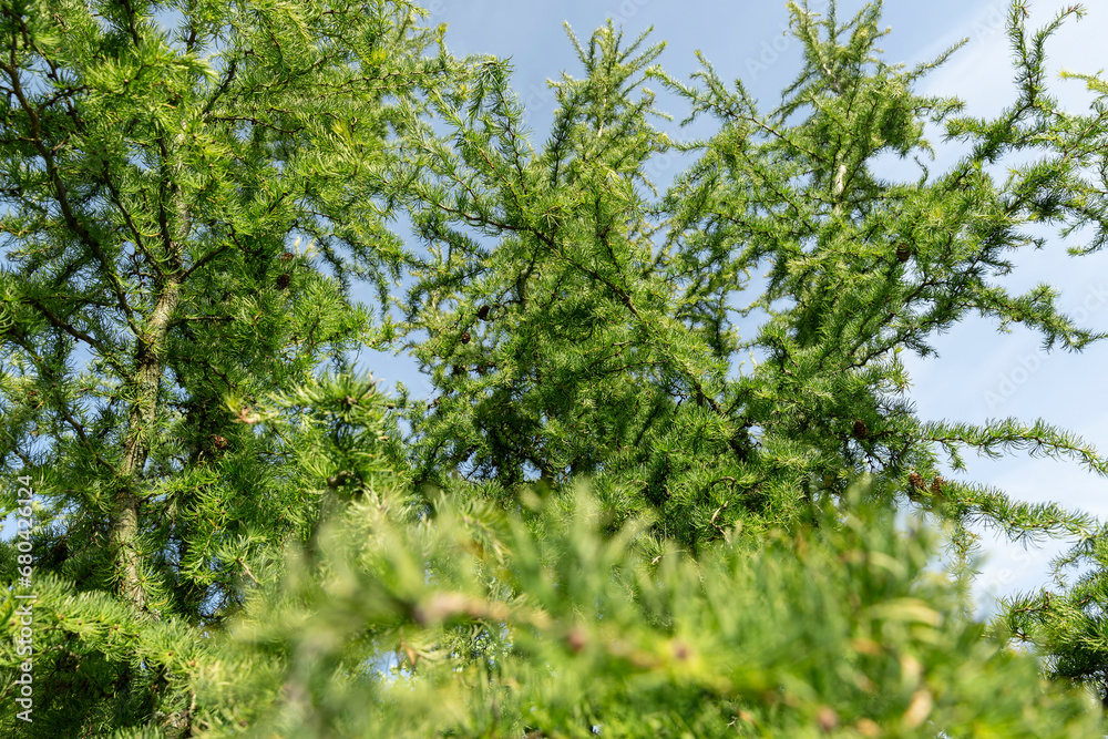 soft yew needles in summer in the park soft yew needles in summer in the park