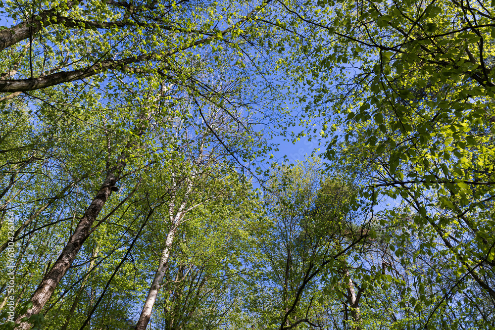 young foliage on deciduous trees in the forest in the spring season young foliage on deciduous trees in the forest in the spring season