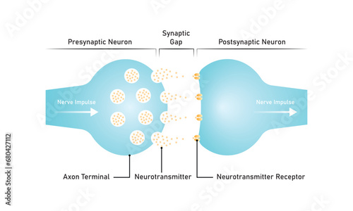 Synaptic Transmission Scientific Design. Vector Illustration.
