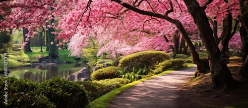 In the stunning Japanese garden, a beautiful landscape unfolded: a lush green carpet of grass dotted with vibrant pink cherry blossoms - a romantic scene worthy of adorning any wallpaper, capturing photo