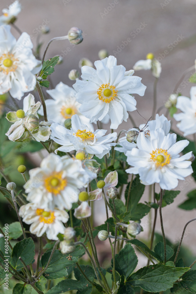 Obraz premium Blooming white autumn anemones. (Anemone hupehensis).