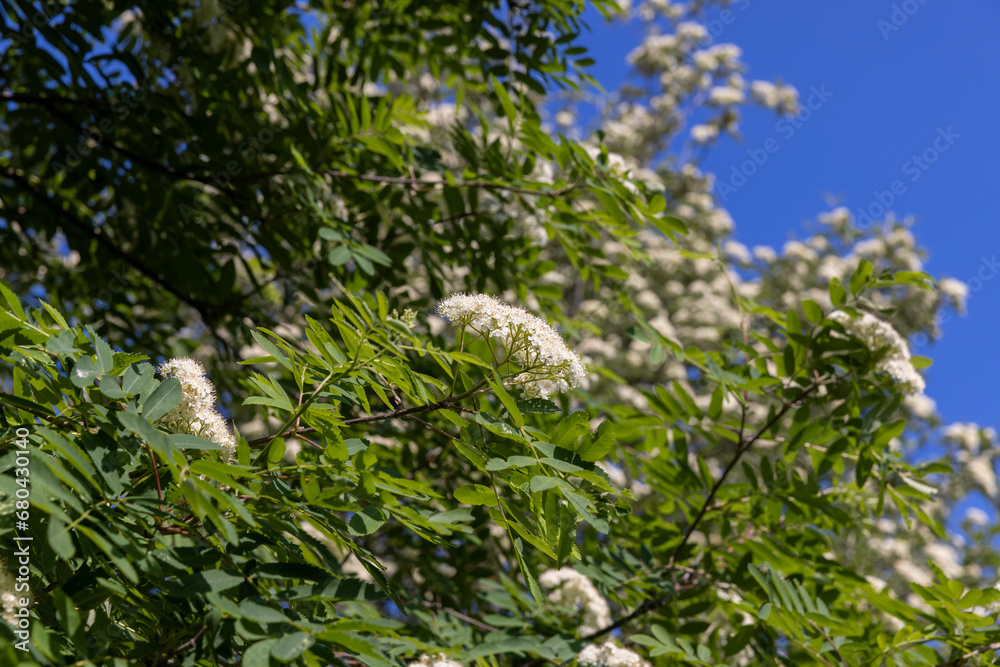rowan flowers during flowering in spring park rowan flowers during flowering in spring park