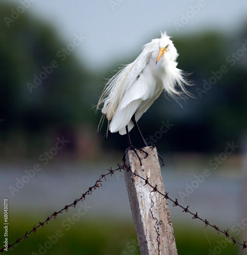 great egret adult
