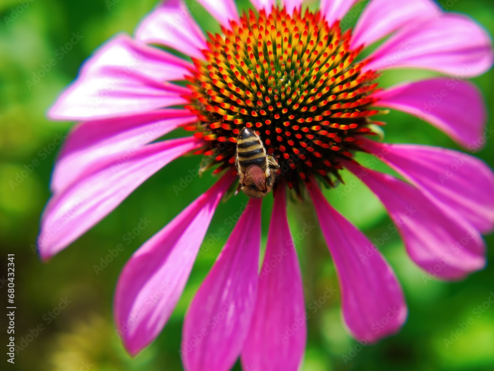 Bee collecting nectar on a beautiful flower Bee collecting nectar on a beautiful flower