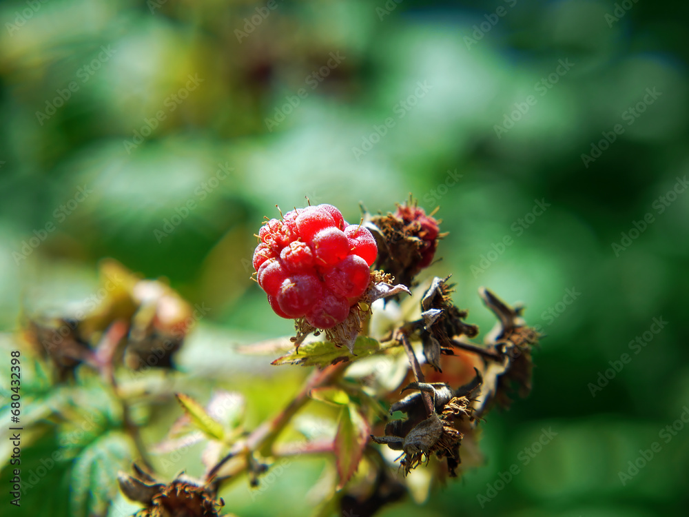 Raspberries on bushes in the garden Raspberries on bushes in the garden