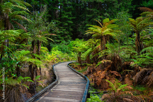 Beautiful vegetation in the Redwoods Forest Whakarewarewa, Rotorua.