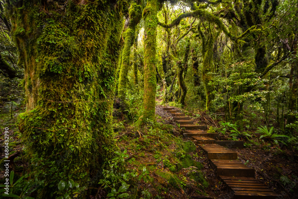 Magical rainforest in Egmont national park in the northern island of New Zealand Magical rainforest in Egmont national park in the northern island of New Zealand