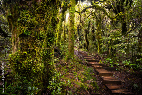 Magical rainforest in Egmont national park in the northern island of New Zealand
