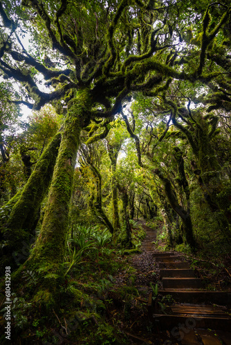 Magical rainforest in Egmont national park in the northern island of New Zealand © Tomas
