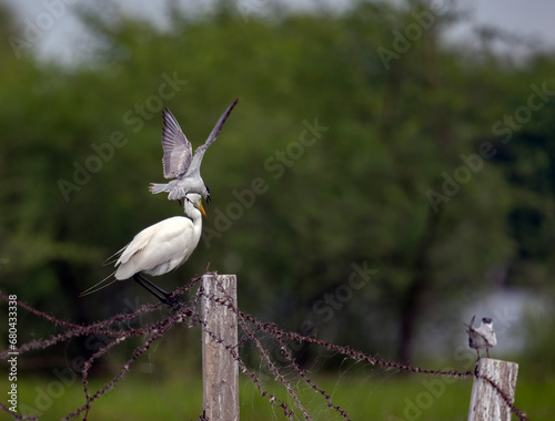 great egret and tern