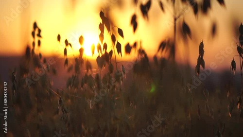 Oat field. Ripe oat ears at sunset. Scenic summer landscape. Oat - Avena sativa. Organic agriculture harvesting agribusiness concept. Slow motion, close-up photo