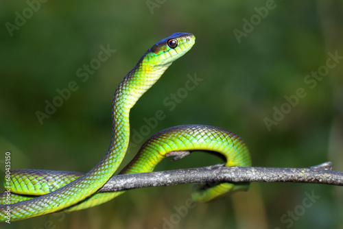 snake on a tree. green snake on a tree branch close-up, forest on the background. animals reptiles concept