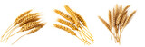 Wheat ears set isolated on transparent background