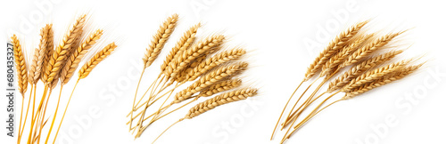 Wheat ears set isolated on transparent background photo
