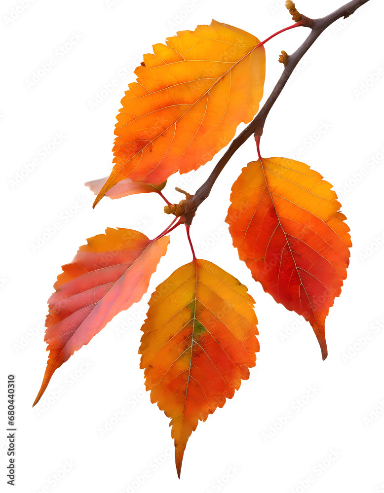 Fototapeta premium Autumn leaves isolated.