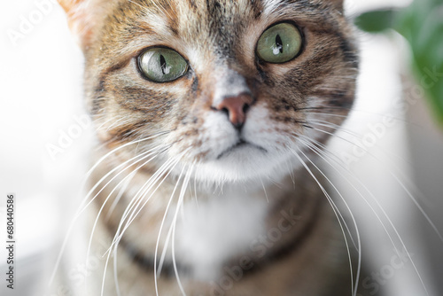 close up of a grey cat with green eyes looking into the frame