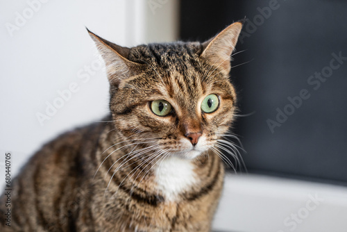 close up of a grey cat with green eyes looking into the frame