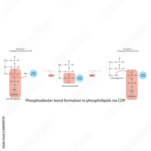 Schematic molcular diagram of phosphodiester bond formation in phospholipids - 2 mechanisms via CDP (Cytidine diphosphate).  Scientific vector illustration.