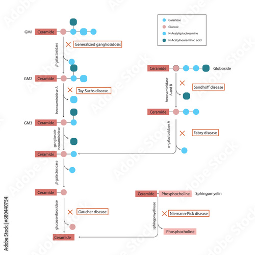 Diagram of Ganglioside, globoside and sphigomyeling breakdown pathways to ceramides and inherited membrane accumulation diseases - Tay Sachs, Gaucher's and more  Scientific vector illustration.
