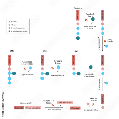Diagram of Ganglioside, globoside and sphigomyeling breakdown pathways to ceramides and inherited membrane accumulation diseases - Tay Sachs, Gaucher's and more  Scientific vector illustration.