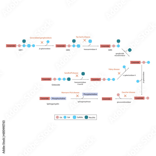 Diagram of Ganglioside, globoside and sphigomyeling breakdown pathways to ceramides and inherited membrane accumulation diseases - Tay Sachs, Gaucher's and more  Scientific vector illustration. photo