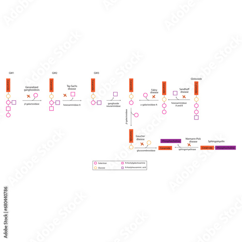 Diagram of Ganglioside, globoside and sphigomyeling breakdown pathways to ceramides and inherited membrane accumulation diseases - Tay Sachs, Gaucher's and more  Scientific vector illustration.