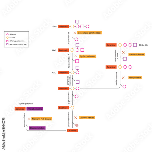 Diagram of Ganglioside, globoside and sphigomyeling breakdown pathways to ceramides and inherited membrane accumulation diseases - Tay Sachs, Gaucher's and more  Scientific vector illustration.