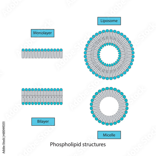 Diagram showing phospholipid structures - Liposome, micelle, monolayer and bilayer - non polar tails and polar heads. Blue scientific vector illustration.