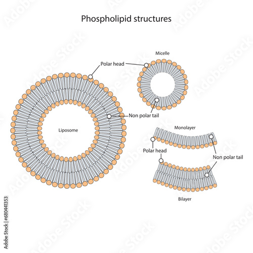 Diagram showing phospholipid structures - Liposome, micelle, monolayer and bilayer. Blue scientific vector illustration.
