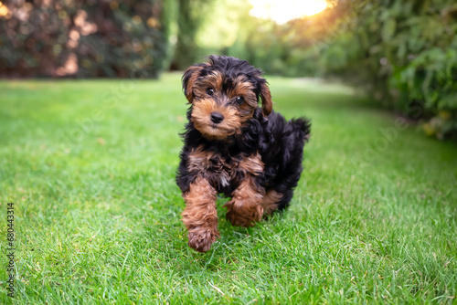 Black and brown puppy cavapoo photo