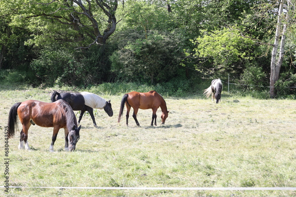 Horses grazing in a green meadow on a sunny summer day Horses grazing in a green meadow on a sunny summer day