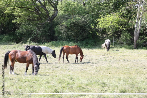 Horses grazing in a green meadow on a sunny summer day