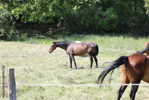 Horses grazing in a green meadow on a sunny summer day