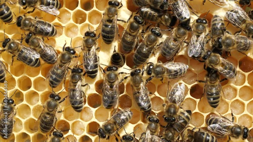 Life and reproduction of bees. Bees take care of larvae that are in the cocoons and transform the nectar into honey. Life and reproduction of bees. Bees take care of larvae that are in the cocoons and transform the nectar into honey.