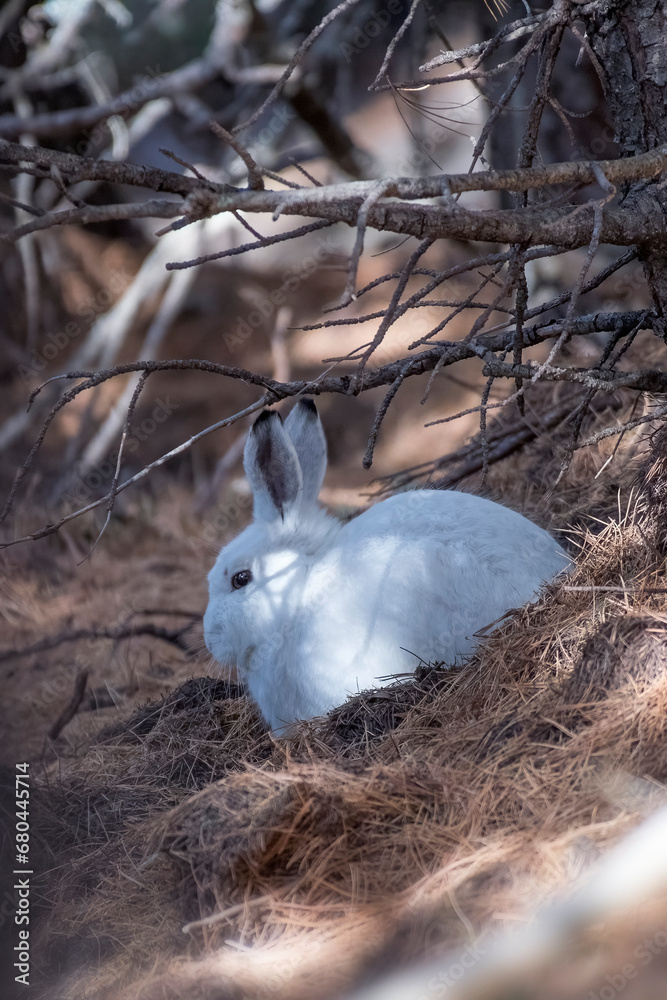 A completely white mountain hare (Lepus timidus), also known as variabile hare, snow hare or alpine hare, resting nestled in a snowless coniferous forest,climate change concept.