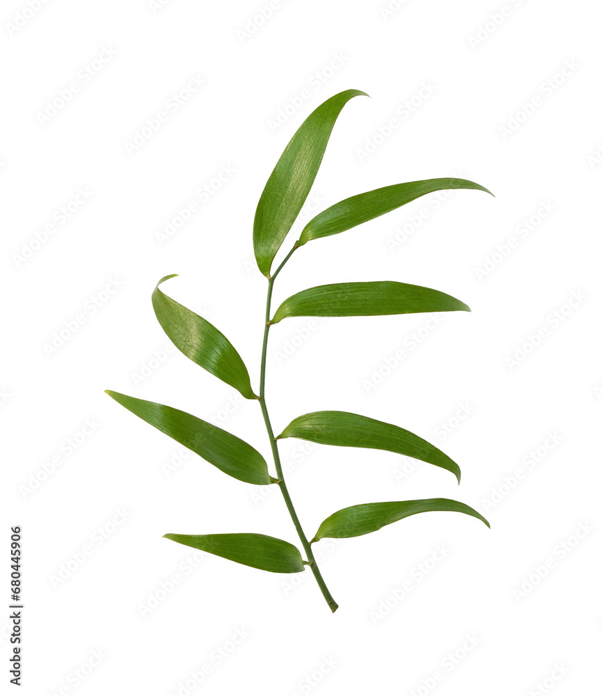 Twig of italian ruscus (DANAE RACEMOSA) with green leaves isolated on white or transparent background Twig of italian ruscus (DANAE RACEMOSA) with green leaves isolated on white or transparent background