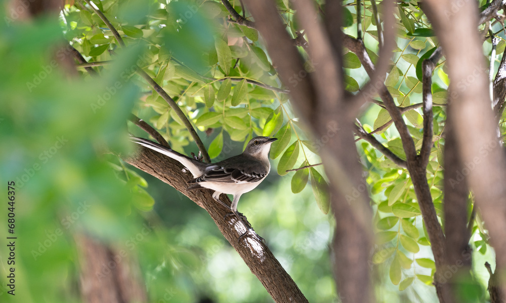 White wagtail sitting in dappled sunshine and framed by tree branches White wagtail sitting in dappled sunshine and framed by tree branches
