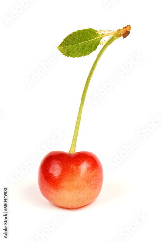 Light red sweet cherry with green leaves., side view isolated on white. Extrem close-up.
