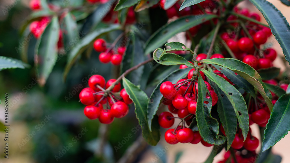 red berries of a cherry red berries of a cherry