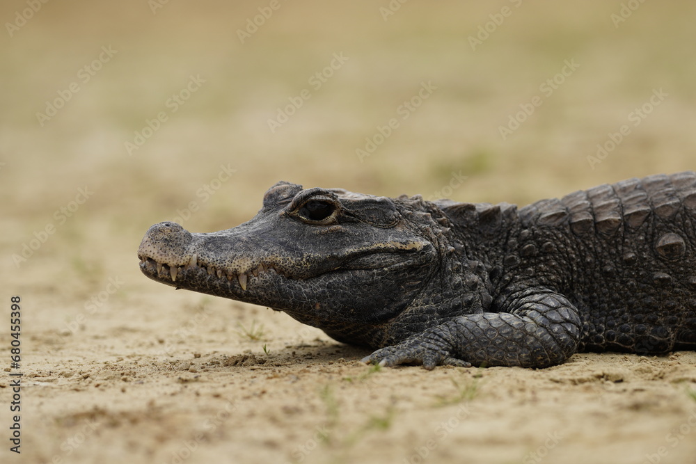 The dwarf crocodile (Osteolaemus tetraspis), also known as the African dwarf crocodile, broad-snouted crocodile (a name more often used for the Asian mugger crocodile) or bony crocodile The dwarf crocodile (Osteolaemus tetraspis), also known as the African dwarf crocodile, broad-snouted crocodile (a name more often used for the Asian mugger crocodile) or bony crocodile