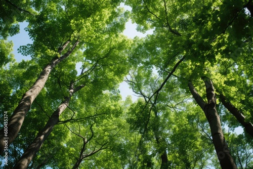 Looking Up At Green Tree Tops In Italy