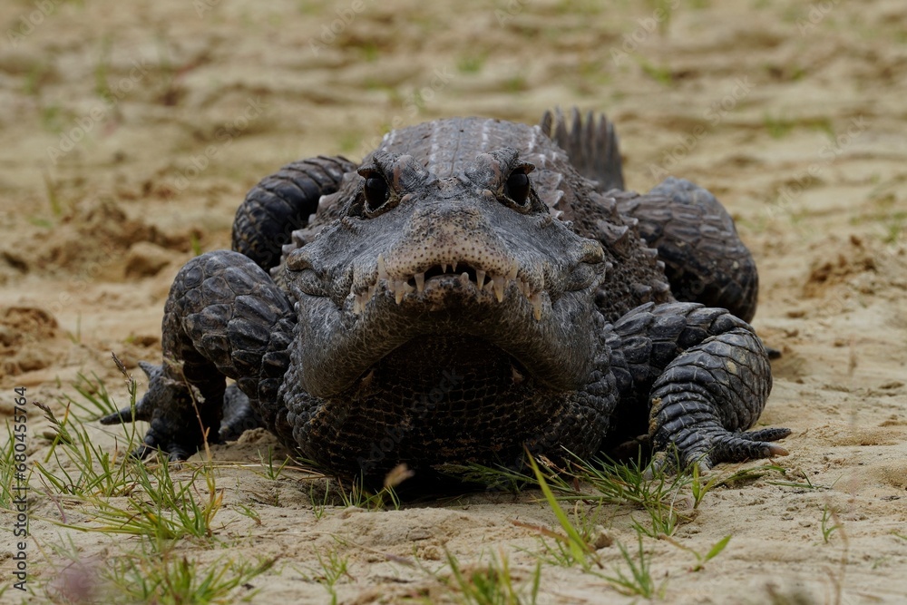 The dwarf crocodile (Osteolaemus tetraspis), also known as the African ...