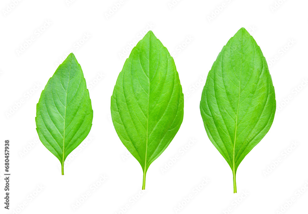 Basil leaves transparent png Basil leaves transparent png