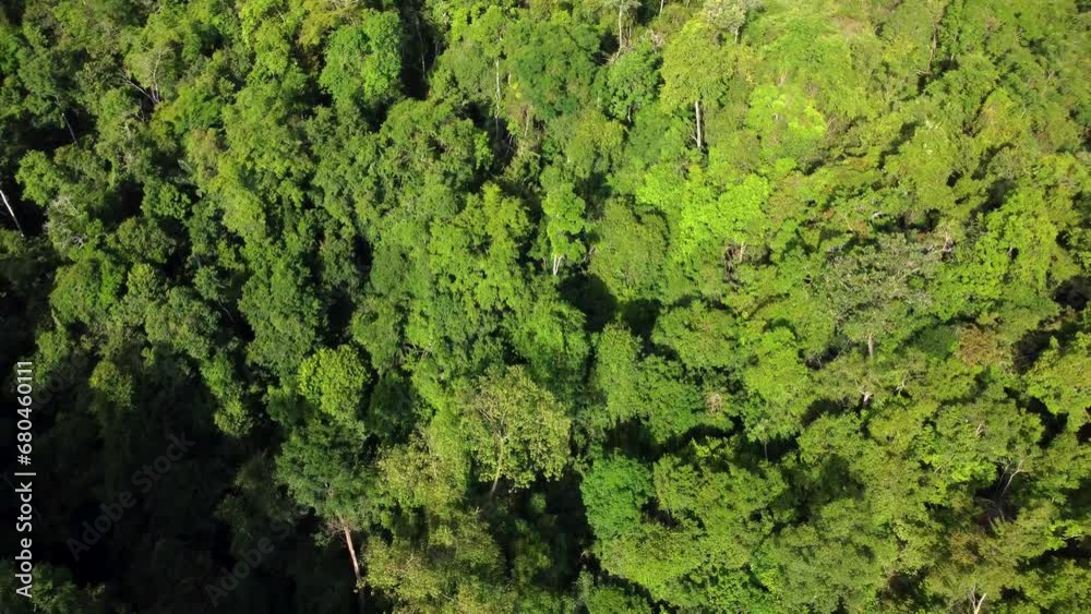 The drone moves backwards, showing an aerial view of dense forests on green hills, with shady trees in the interior of the Indonesian jungle. The drone moves backwards, showing an aerial view of dense forests on green hills, with shady trees in the interior of the Indonesian jungle.