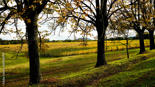 Foliage d'autunno nei vitigni delle colline bolognesi. Bologna, Emilia Romagna. Italia