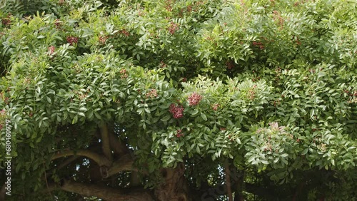 Pink pepper growing on the Brazilian pepper tree - Schinus terebinthifolius, aroeira plant.  photo